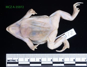 Media type: image;   Herpetology A-35972 Description: Specimen photo;  Aspect: whole body ventral